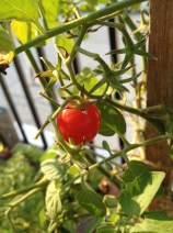 cherry tomato on rooftop