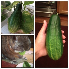 cuce collage with doll