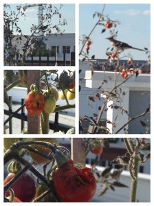 Soft bellied tomato pecker