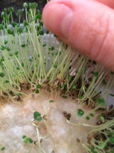 Photo Feb 26, 3 56 33 PM