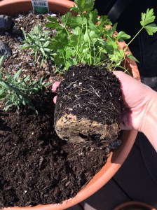 Photo May 03, 3 30 57 PM