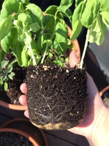 Photo May 03, 3 36 16 PM