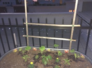 Photo May 12, 8 36 48 PM