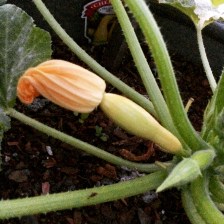 Photo Jun 16, 8 54 52 PM