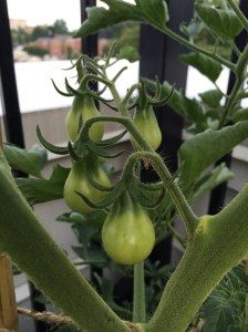 Photo Jun 20, 6 09 03 PM