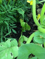 Photo Jul 02, 4 14 17 PM