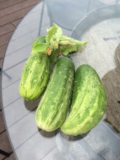 Photo Jun 26, 1 17 25 PM