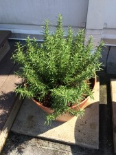 Photo May 24, 3 30 38 PM